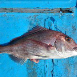 だて丸 釣果