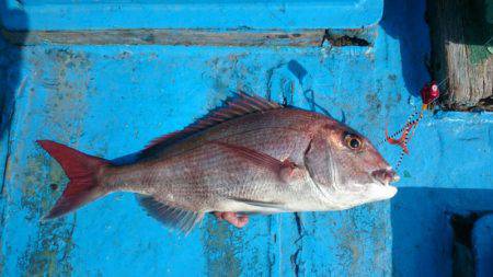 だて丸 釣果