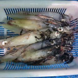 海龍丸（石川） 釣果