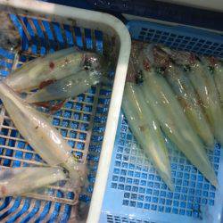 海龍丸（石川） 釣果