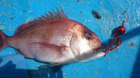 だて丸 釣果