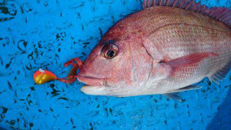 だて丸 釣果