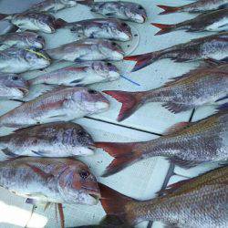 タイラバ遊漁船 ワンピース 釣果