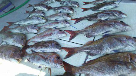 タイラバ遊漁船 ワンピース 釣果