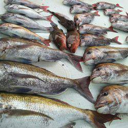 タイラバ遊漁船 ワンピース 釣果