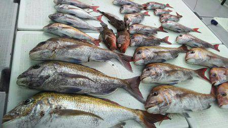 タイラバ遊漁船 ワンピース 釣果