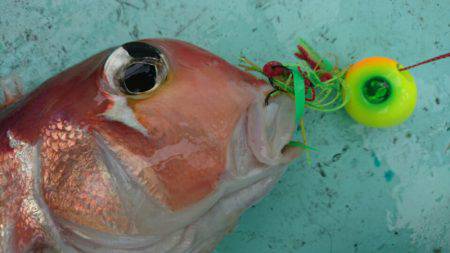 和栄丸 釣果