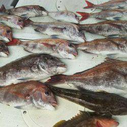 タイラバ遊漁船 ワンピース 釣果