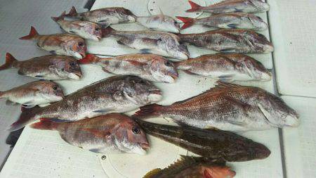 タイラバ遊漁船 ワンピース 釣果