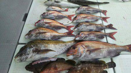 タイラバ遊漁船 ワンピース 釣果