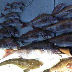 タイラバ遊漁船 ワンピース 釣果