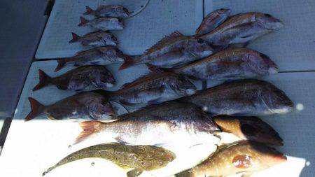 タイラバ遊漁船 ワンピース 釣果