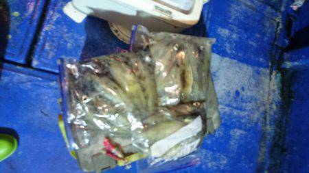 海龍丸（石川） 釣果