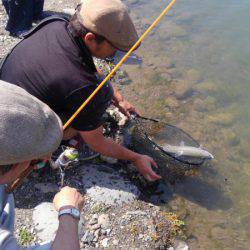 つりぼりあかし 釣果