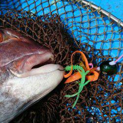 だて丸 釣果