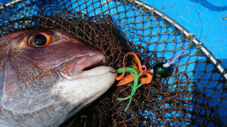 だて丸 釣果