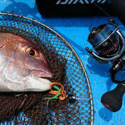 だて丸 釣果