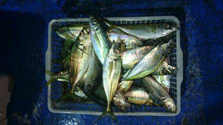 海龍丸（石川） 釣果