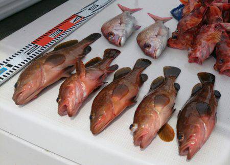 遊漁船　家入 釣果