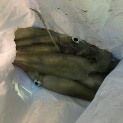 海龍丸（石川） 釣果