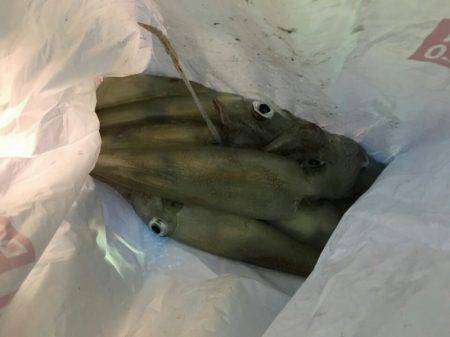 海龍丸（石川） 釣果