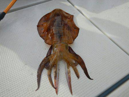 きずなまりん 釣果