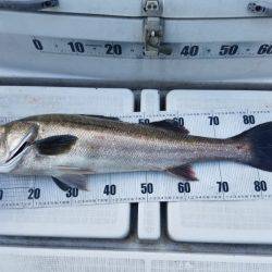 海龍丸(島根) 釣果