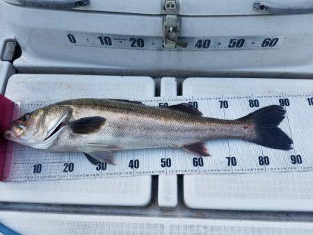 海龍丸(島根) 釣果