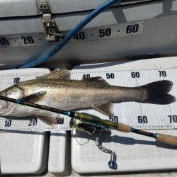 海龍丸(島根) 釣果