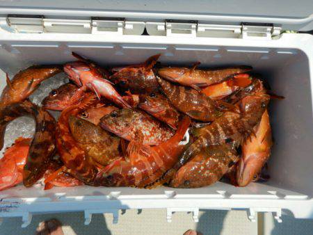 きずなまりん 釣果