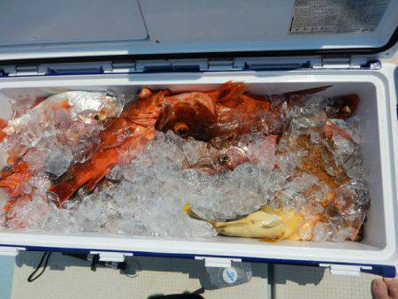 きずなまりん 釣果