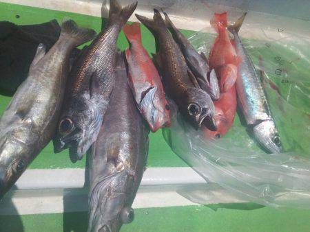 丸万釣船 釣果