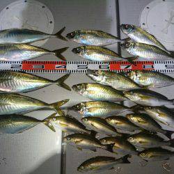 エンペラー 釣果