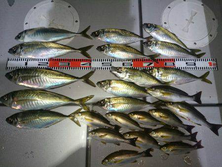 エンペラー 釣果