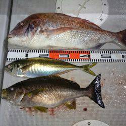 エンペラー 釣果