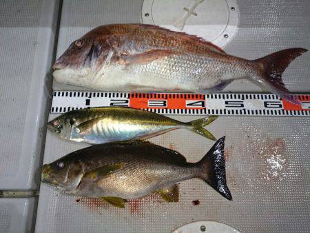 エンペラー 釣果