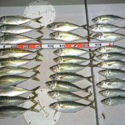 エンペラー 釣果