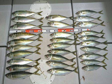 エンペラー 釣果