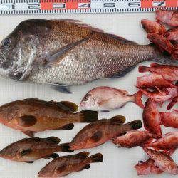 遊漁船 家入 釣果