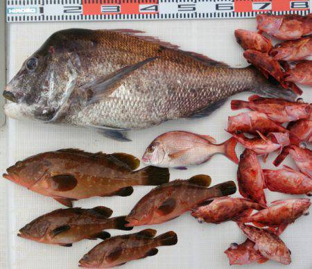 遊漁船　家入 釣果