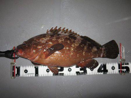 Chase（チェイス） 釣果