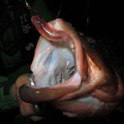 Chase（チェイス） 釣果