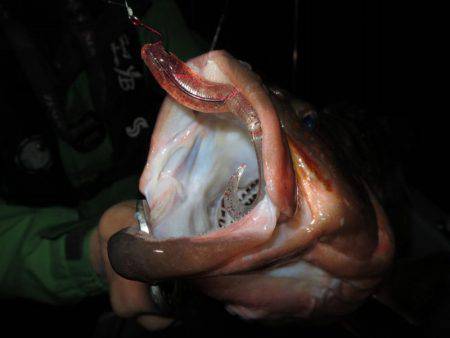 Chase（チェイス） 釣果