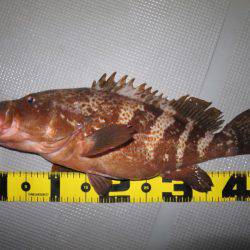 Chase（チェイス） 釣果