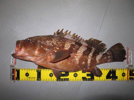 Chase（チェイス） 釣果