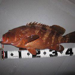 Chase（チェイス） 釣果