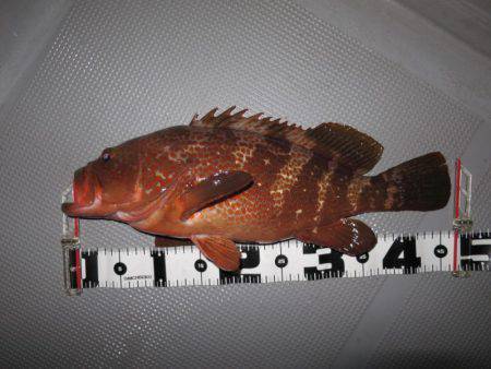 Chase（チェイス） 釣果