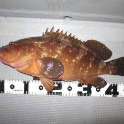 Chase（チェイス） 釣果