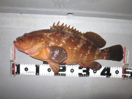 Chase（チェイス） 釣果