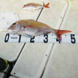 マリンガイド福丸 釣果